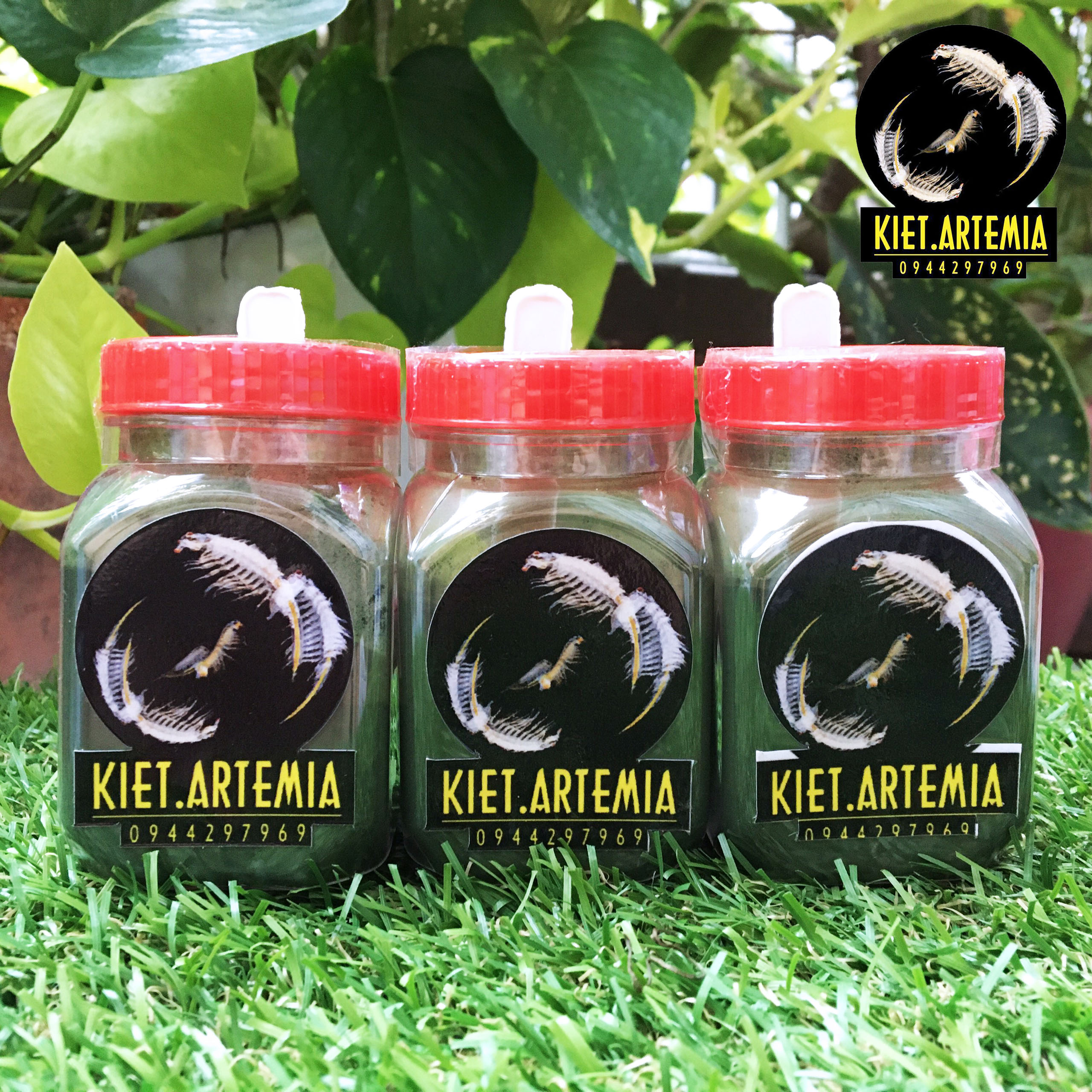 Tảo Bột Nuôi Artemia - Ảnh 3