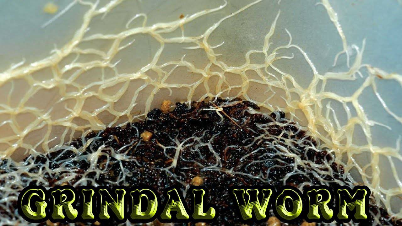 Grindal Worm Là Gì ? Cách Tạo Môi Trường Nuôi Grindal Worm Đơn Giản
