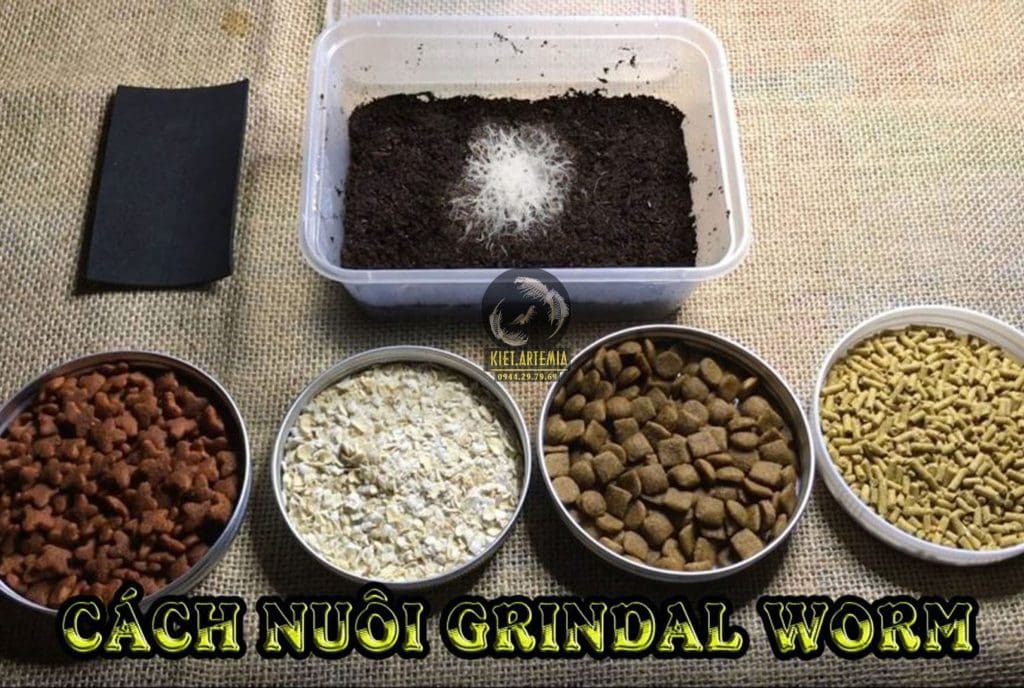 Cach-nuoi-grindal-worm-cach-nhan-giong-grindal-worm