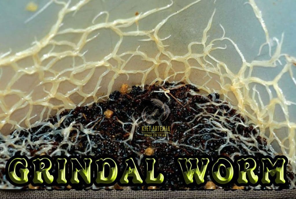 grindal-worm-la-gi